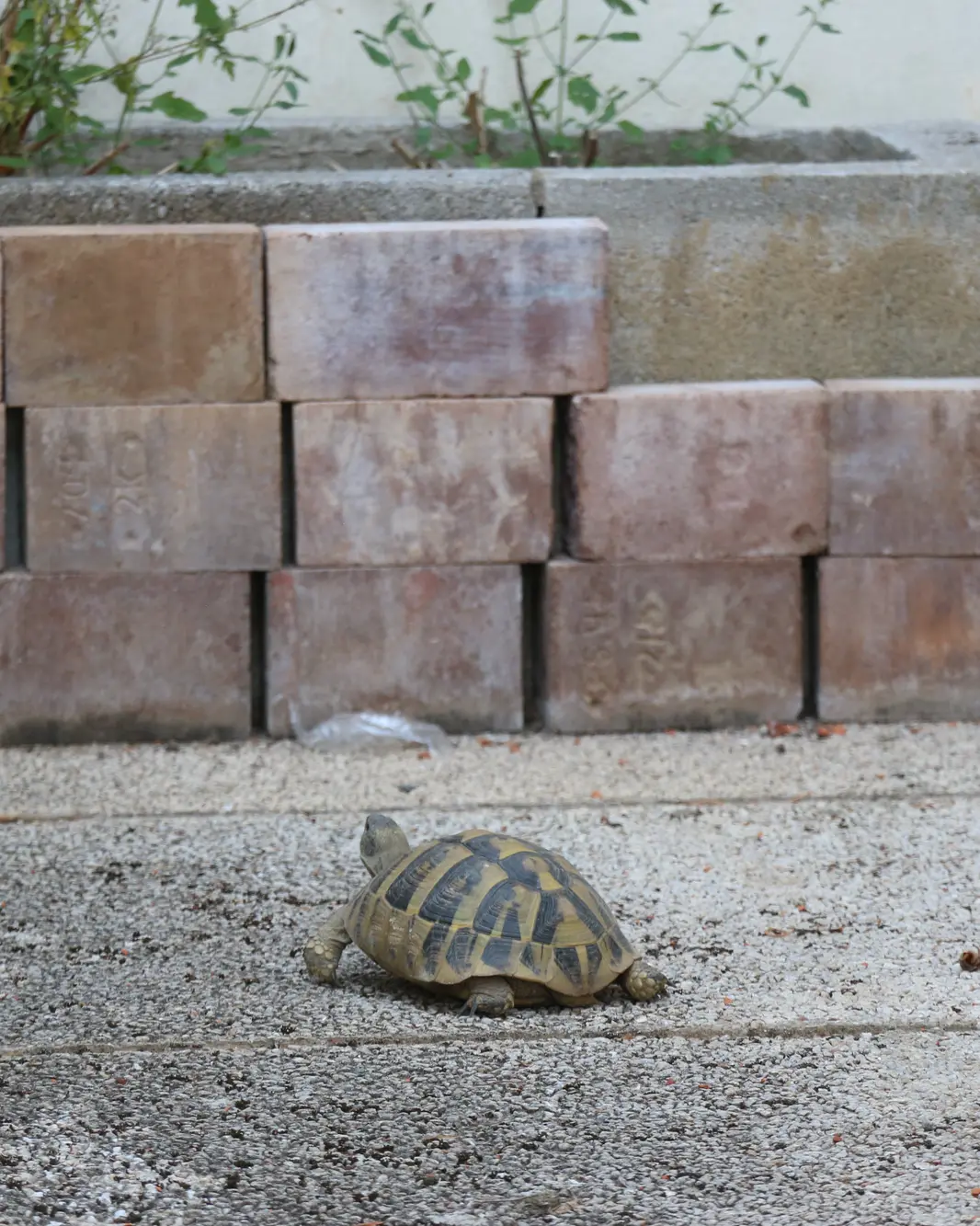 One of the locals